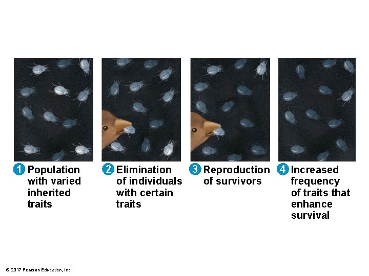 1 Population with varied inherited traits © 2017 Pearson Education, Inc. 2 Elimination 3