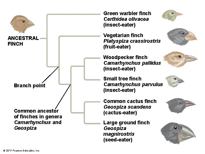 Green warbler finch Certhidea olivacea (insect-eater) ANCESTRAL FINCH Vegetarian finch Platyspiza crassirostris (fruit-eater) Woodpecker