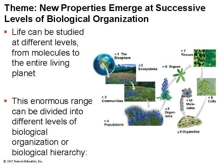 Theme: New Properties Emerge at Successive Levels of Biological Organization § Life can be