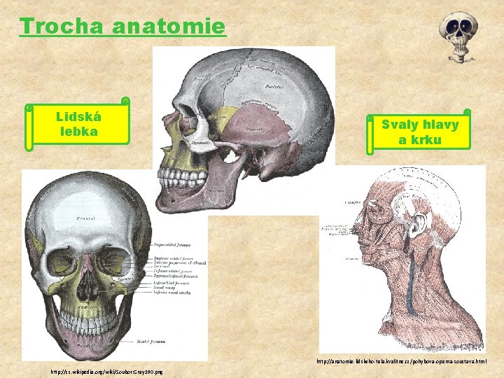 Trocha anatomie Lidská lebka Svaly hlavy a krku http: //anatomie-lidskeho-tela. kvalitne. cz/pohybova-operna-soustava. html http: