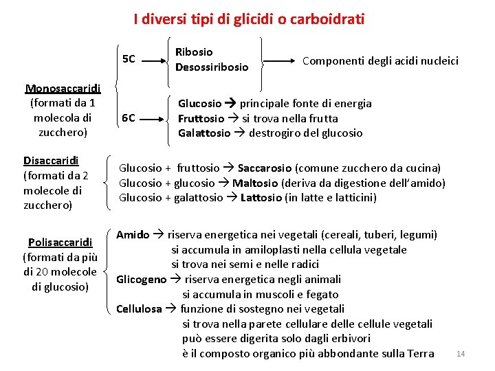 I diversi tipi di glicidi o carboidrati Monosaccaridi (formati da 1 molecola di zucchero)