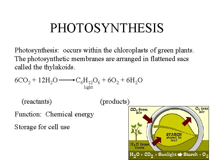 PHOTOSYNTHESIS Photosynthesis: occurs within the chloroplasts of green plants. The photosynthetic membranes are arranged