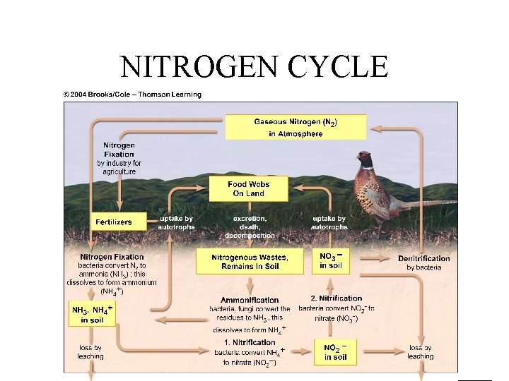 NITROGEN CYCLE 