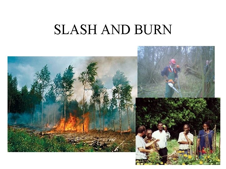 SLASH AND BURN 