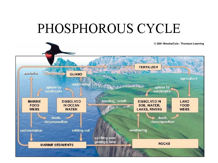 PHOSPHOROUS CYCLE 