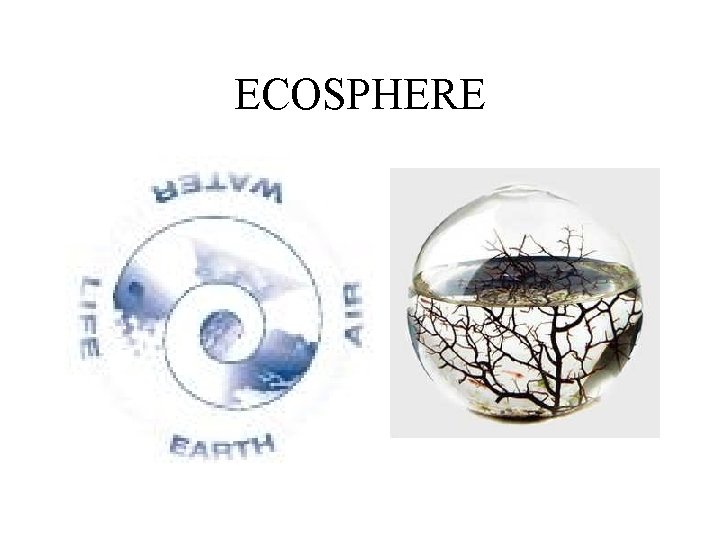 ECOSPHERE 