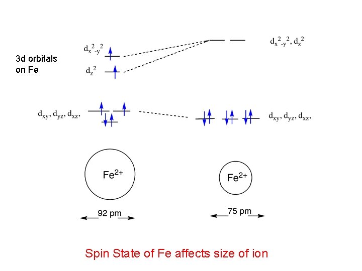 3 d orbitals on Fe Spin State of Fe affects size of ion 