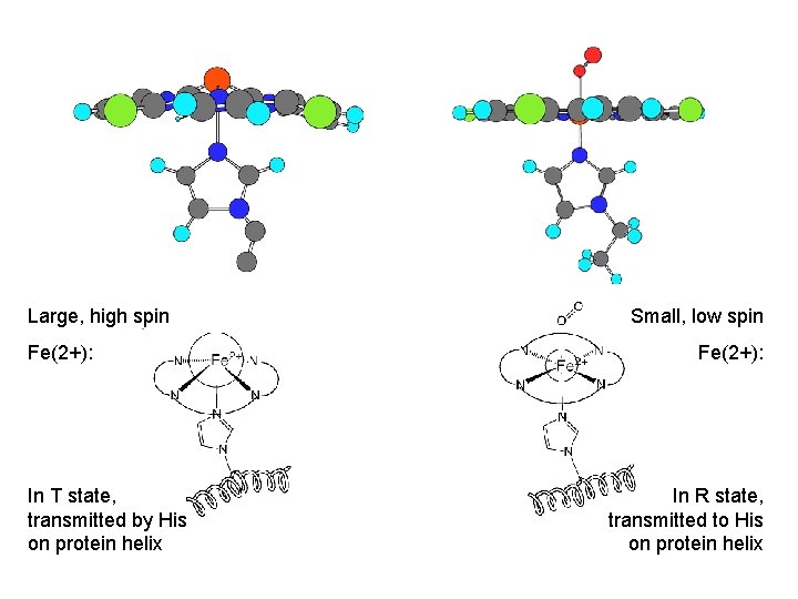 Large, high spin Fe(2+): In T state, transmitted by His on protein helix Small,
