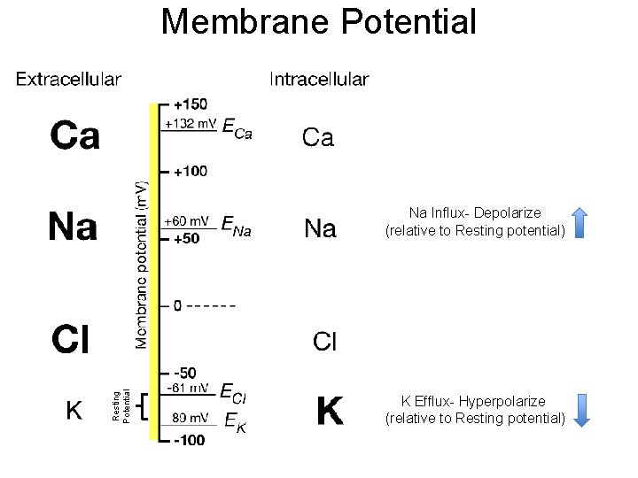 Membrane Potential Resting Potential Na Influx- Depolarize (relative to Resting potential) K Efflux- Hyperpolarize