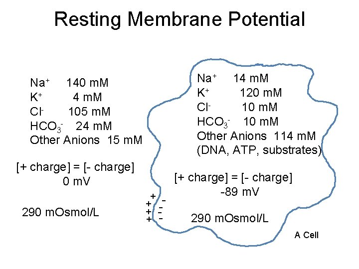 Resting Membrane Potential Na+ 14 m. M K+ 120 m. M Cl 10 m.