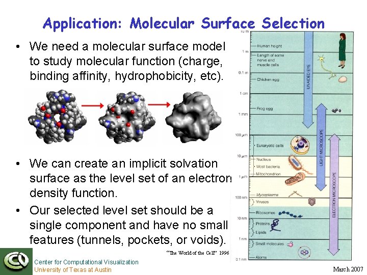 Application: Molecular Surface Selection • We need a molecular surface model to study molecular