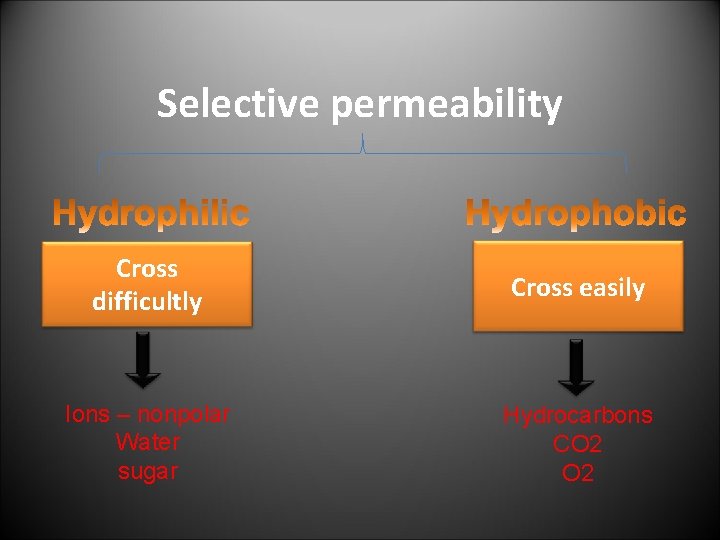 Selective permeability Cross difficultly Cross easily Ions – nonpolar Water sugar Hydrocarbons CO 2
