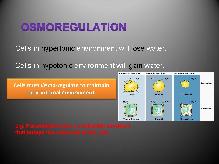 Cells in hypertonic environment will lose water. Cells in hypotonic environment will gain water.
