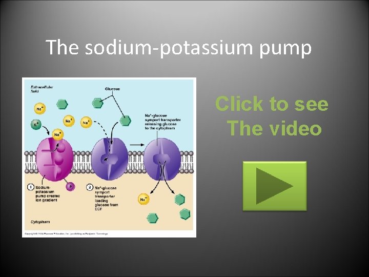 The sodium-potassium pump Click to see The video 