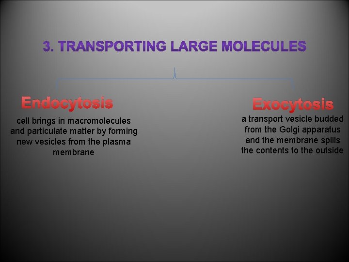 Endocytosis cell brings in macromolecules and particulate matter by forming new vesicles from the