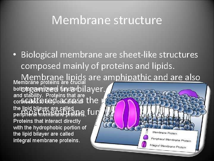 Membrane structure • Biological membrane are sheet-like structures composed mainly of proteins and lipids.