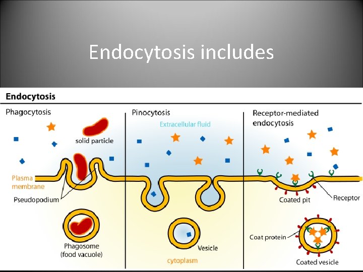 Endocytosis includes 