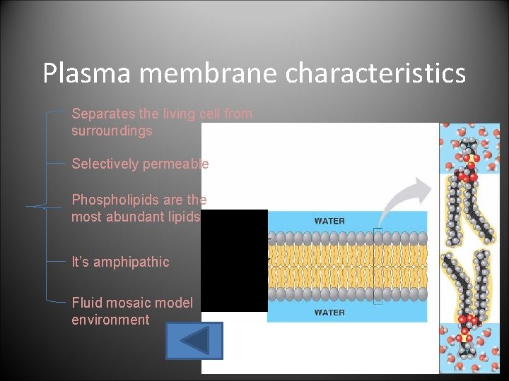 Plasma membrane characteristics Separates the living cell from surroundings Selectively permeable Phospholipids are the