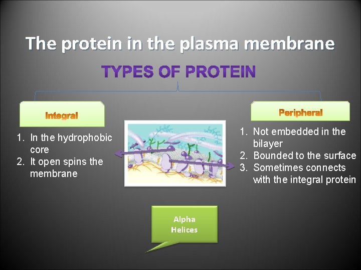 The protein in the plasma membrane 1. Not embedded in the bilayer 2. Bounded