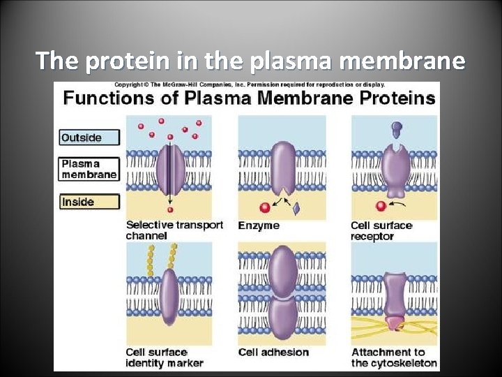 The protein in the plasma membrane 