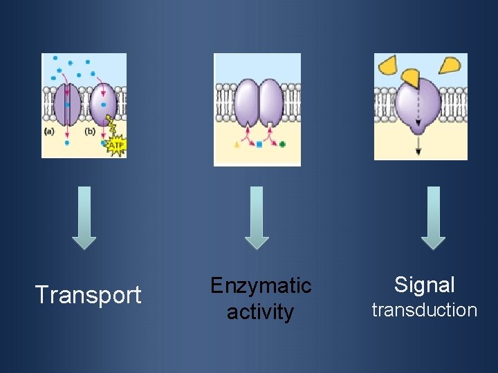Transport Enzymatic activity Signal transduction 