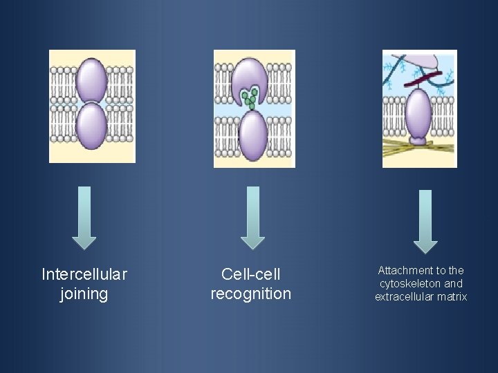 Intercellular joining Cell-cell recognition Attachment to the cytoskeleton and extracellular matrix 