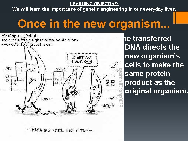 LEARNING OBJECTIVE: We will learn the importance of genetic engineering in our everyday lives.