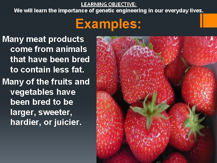 LEARNING OBJECTIVE: We will learn the importance of genetic engineering in our everyday lives.