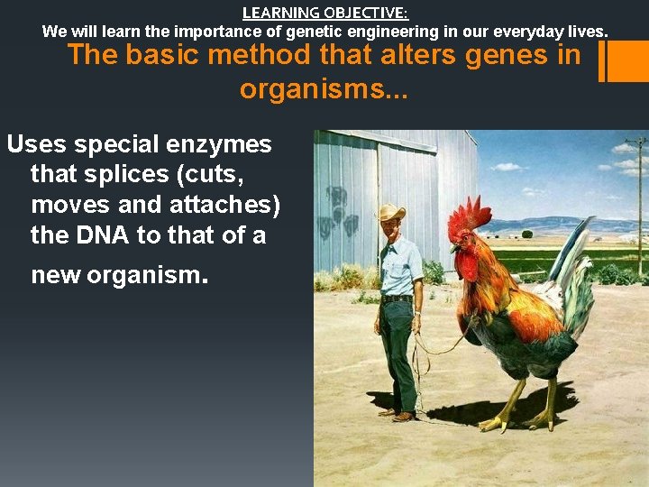 LEARNING OBJECTIVE: We will learn the importance of genetic engineering in our everyday lives.