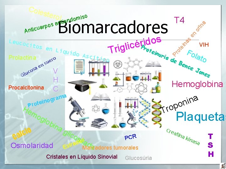 stero iso m o d ntien a s o uerp l Prolactina en a