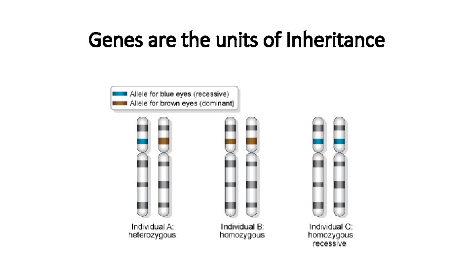 Genes are the units of Inheritance Genes are the units of Inheritance