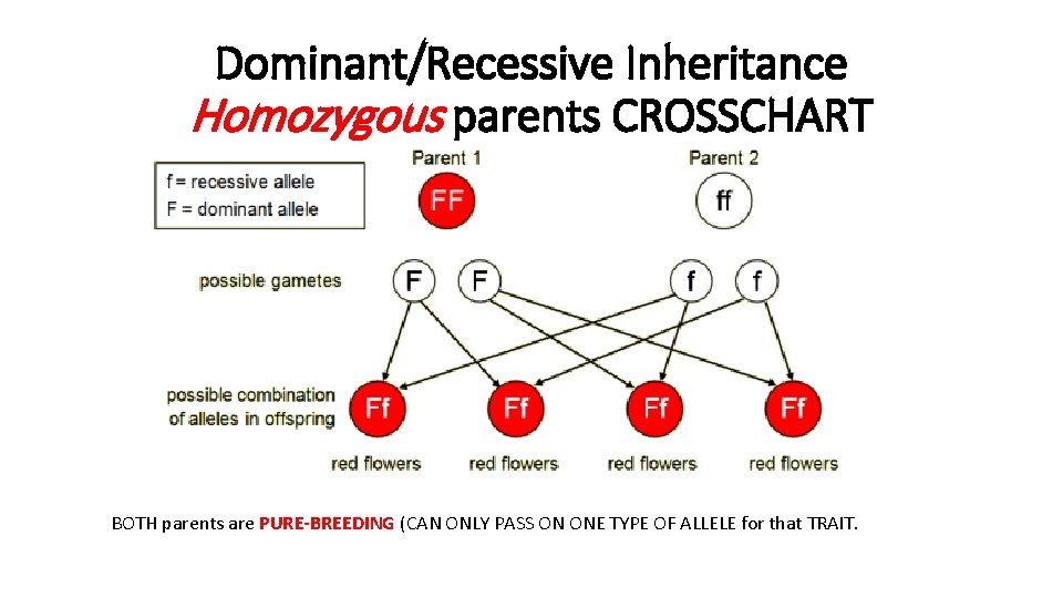 Dominant/Recessive Inheritance Homozygous parents CROSSCHART BOTH parents are PURE-BREEDING (CAN ONLY PASS ON ONE Dominant/Recessive Inheritance Homozygous parents CROSSCHART BOTH parents are PURE-BREEDING (CAN ONLY PASS ON ONE