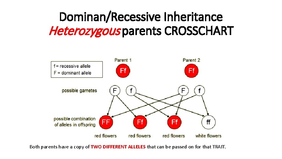 Dominan/Recessive Inheritance Heterozygous parents CROSSCHART Both parents have a copy of TWO DIFFERENT ALLELES Dominan/Recessive Inheritance Heterozygous parents CROSSCHART Both parents have a copy of TWO DIFFERENT ALLELES