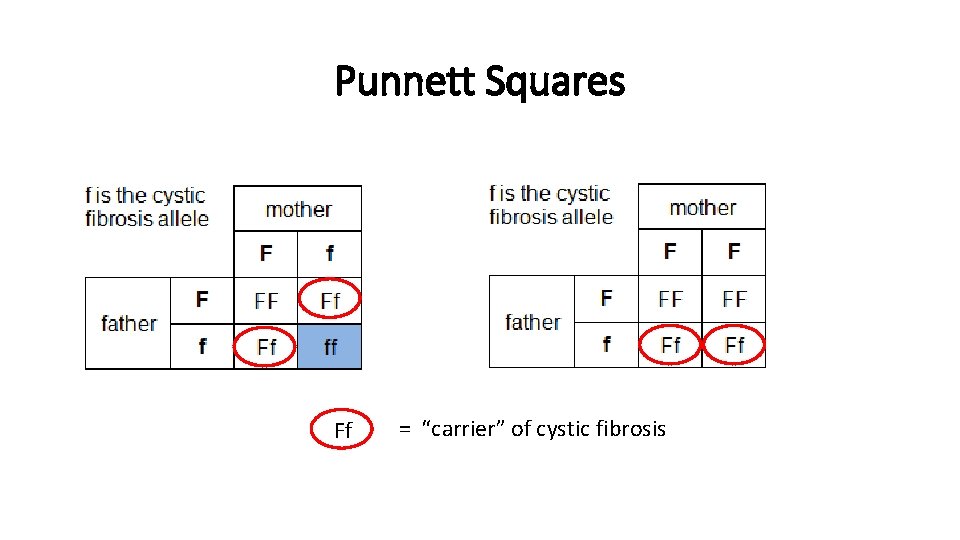 Punnett Squares Ff = “carrier” of cystic fibrosis Punnett Squares Ff = “carrier” of cystic fibrosis