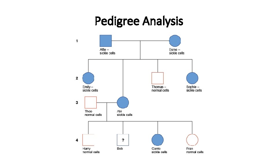 Pedigree Analysis Pedigree Analysis