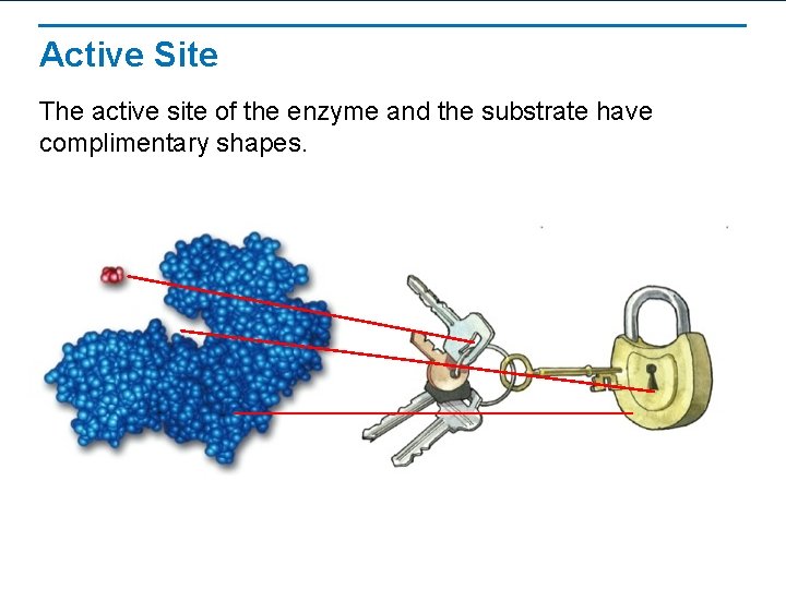 Active Site The active site of the enzyme and the substrate have complimentary shapes.