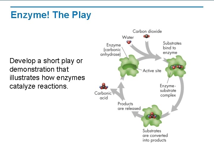 Enzyme! The Play Develop a short play or demonstration that illustrates how enzymes catalyze