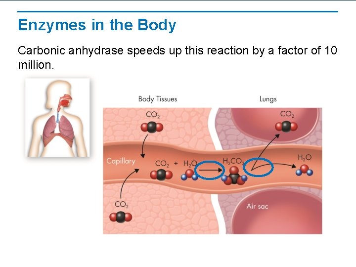 Enzymes in the Body Carbonic anhydrase speeds up this reaction by a factor of