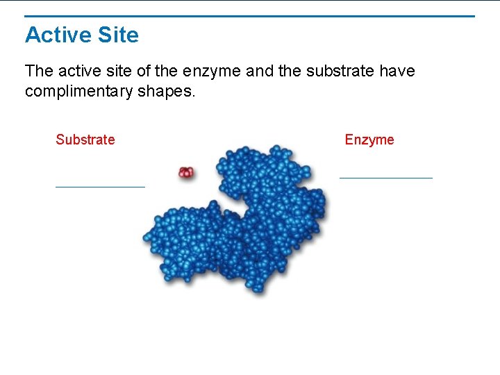 Active Site The active site of the enzyme and the substrate have complimentary shapes.