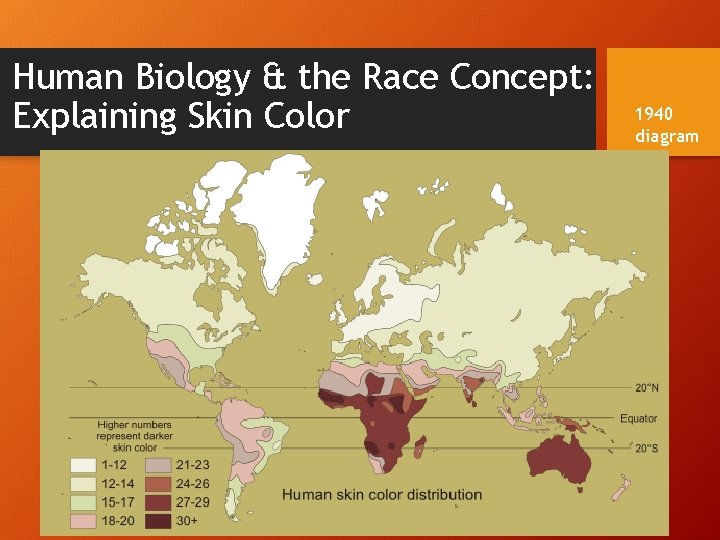 Human Biology & the Race Concept: Explaining Skin Color 1940 diagram 