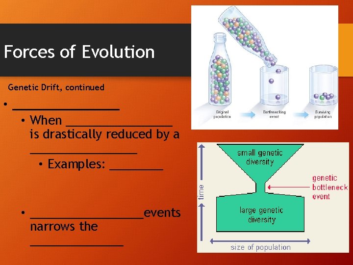 Forces of Evolution Genetic Drift, continued • ________ • When ________ is drastically reduced