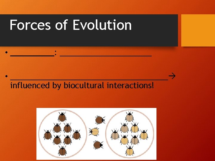 Forces of Evolution • _____: ___________ • __________________ influenced by biocultural interactions! 