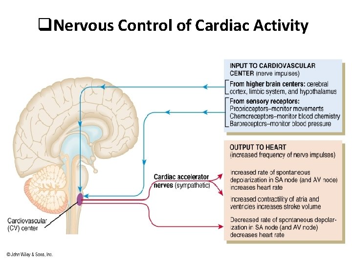 q. Nervous Control of Cardiac Activity 