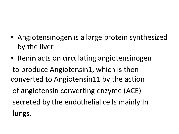  • Angiotensinogen is a large protein synthesized by the liver • Renin acts