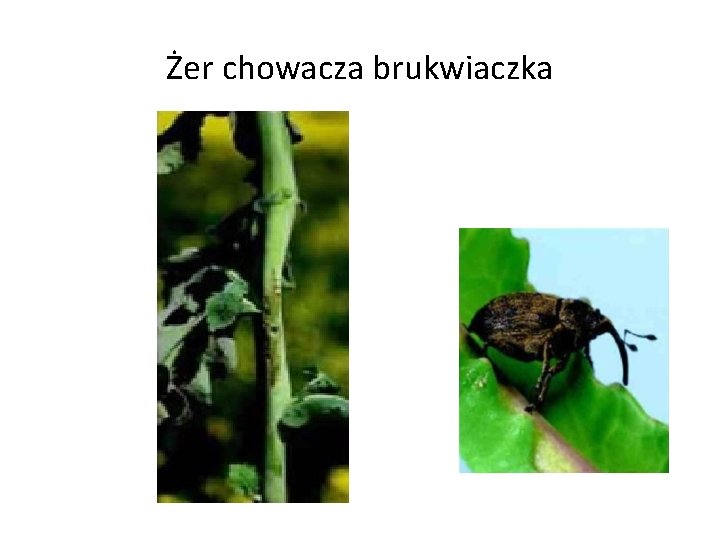 Żer chowacza brukwiaczka 