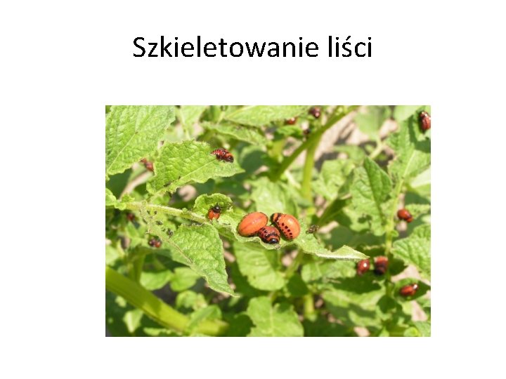 Szkieletowanie liści 