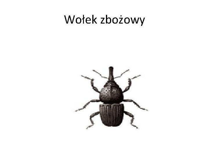 Wołek zbożowy 