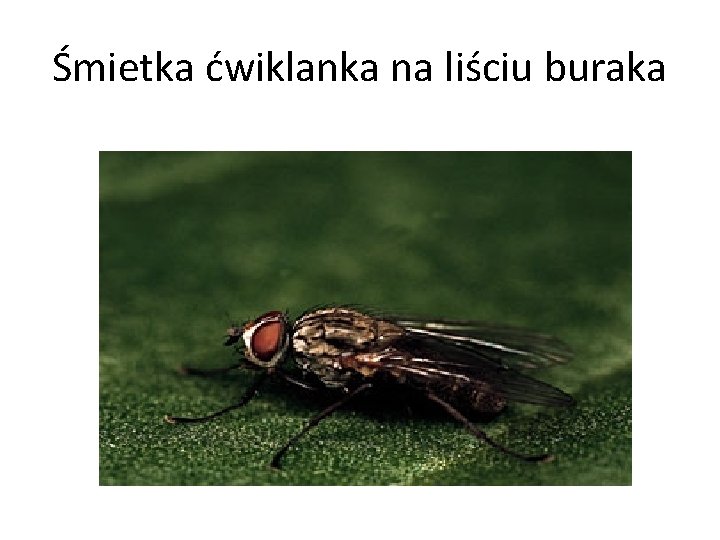 Śmietka ćwiklanka na liściu buraka 