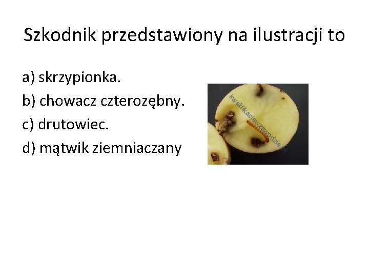 Szkodnik przedstawiony na ilustracji to a) skrzypionka. b) chowacz czterozębny. c) drutowiec. d) mątwik