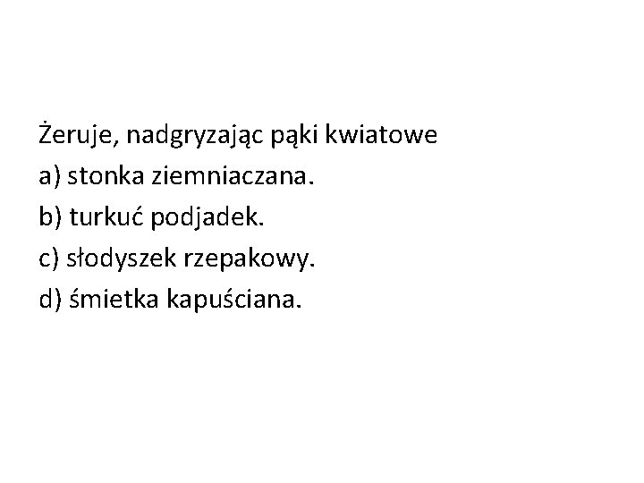 Żeruje, nadgryzając pąki kwiatowe a) stonka ziemniaczana. b) turkuć podjadek. c) słodyszek rzepakowy. d)